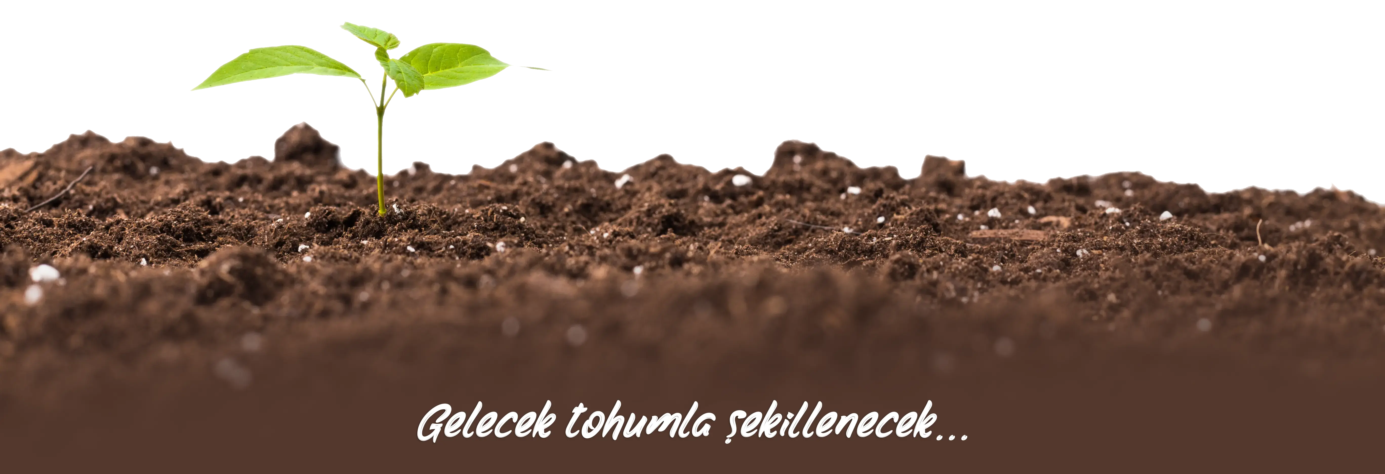 Hayat Tohumla Başlar